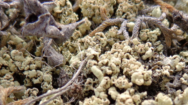 Cladonia luteoalba