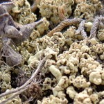 Cladonia luteoalba