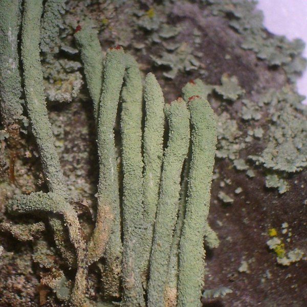 Cladonia macilenta