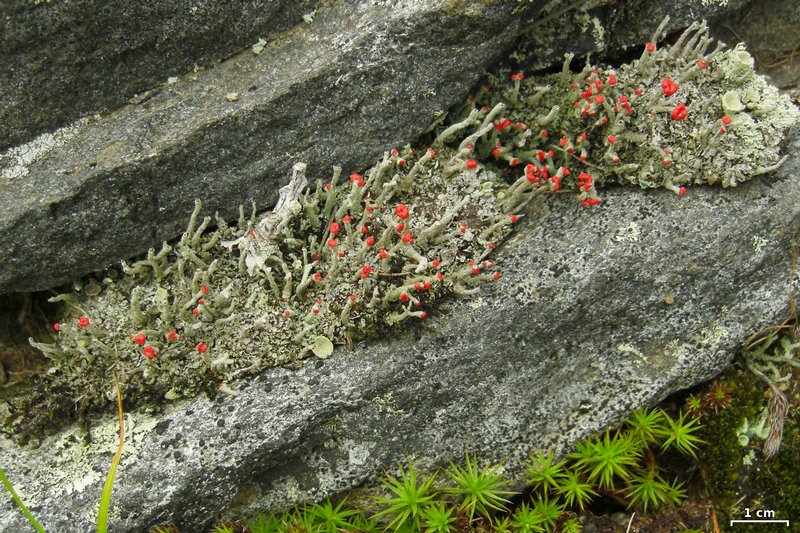 Cladonia macilenta