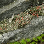 Cladonia macilenta