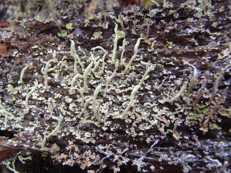 Cladonia macilenta