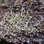 Cladonia macilenta