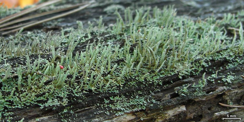 Cladonia macilenta
