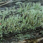 Cladonia macilenta