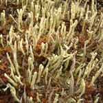 Cladonia macilenta