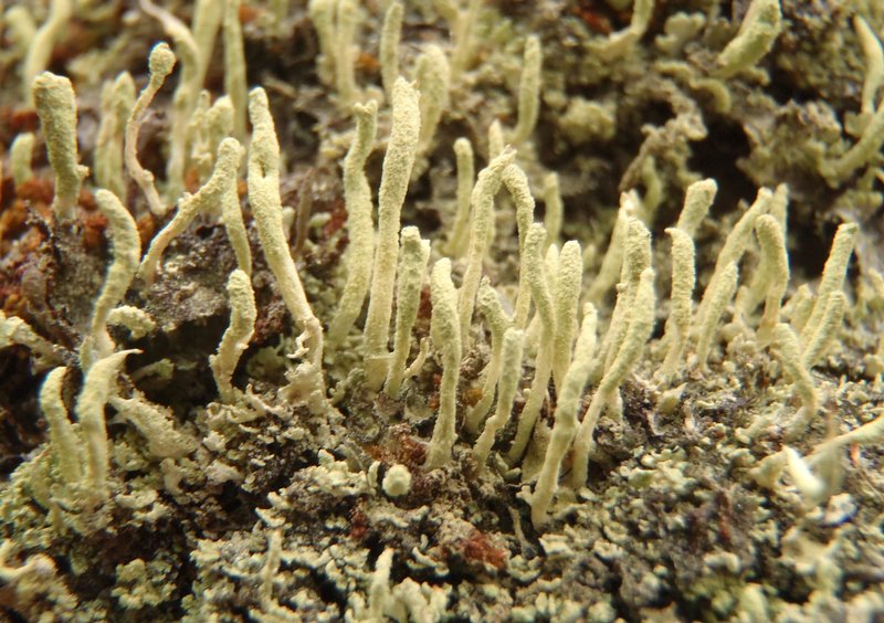 Cladonia macilenta