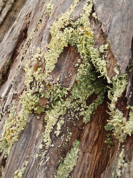 Cladonia macilenta