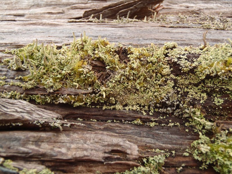 Cladonia macilenta