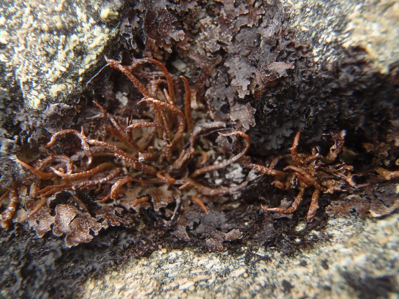 Cladonia macroceras