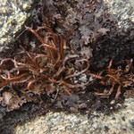 Cladonia macroceras