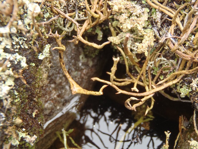 Cladonia macroceras