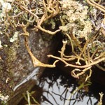 Cladonia macroceras