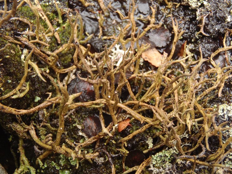 Cladonia macroceras