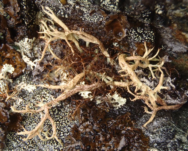 Cladonia macroceras