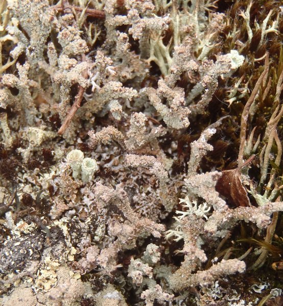 Cladonia macrophylla
