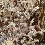 Cladonia macrophylla