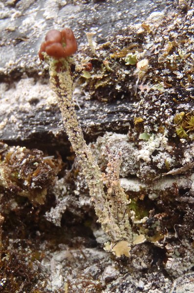 Cladonia macrophylla