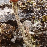 Cladonia macrophylla