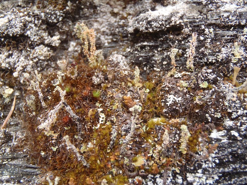 Cladonia macrophylla