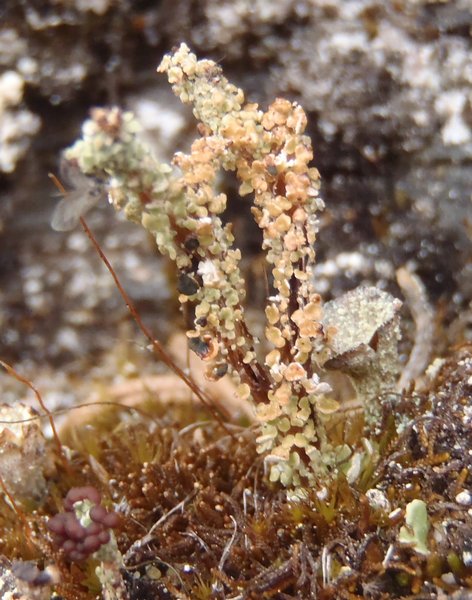 Cladonia macrophylla