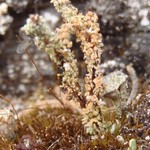 Cladonia macrophylla