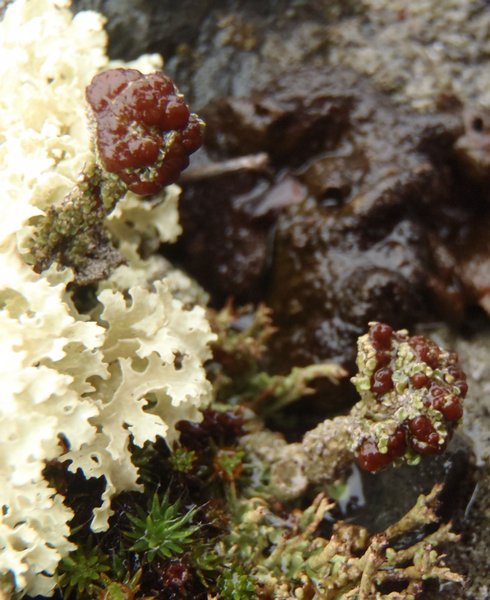 Cladonia macrophylla