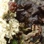 Cladonia macrophylla