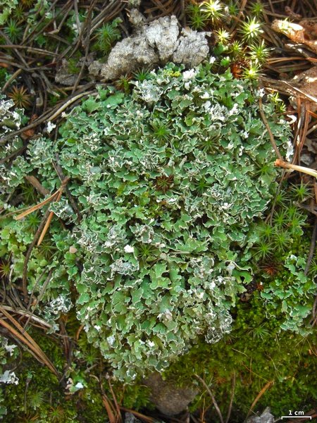 Cladonia macrophyllodes