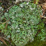 Cladonia macrophyllodes