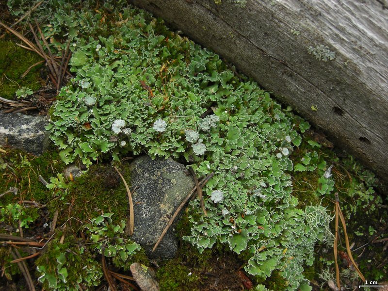 Cladonia macrophyllodes