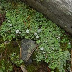 Cladonia macrophyllodes