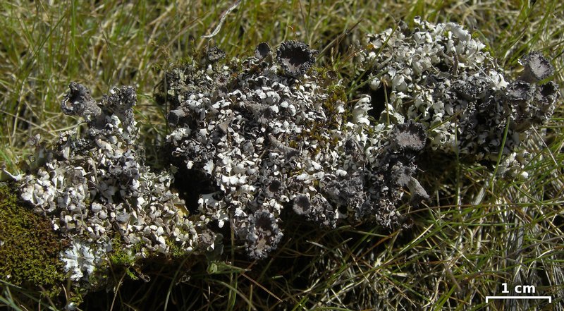 Cladonia macrophyllodes