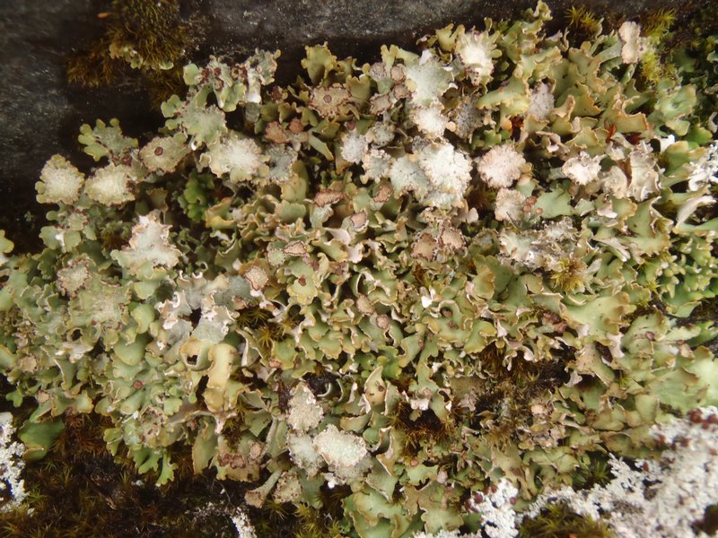 Cladonia macrophyllodes