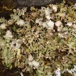 Cladonia macrophyllodes