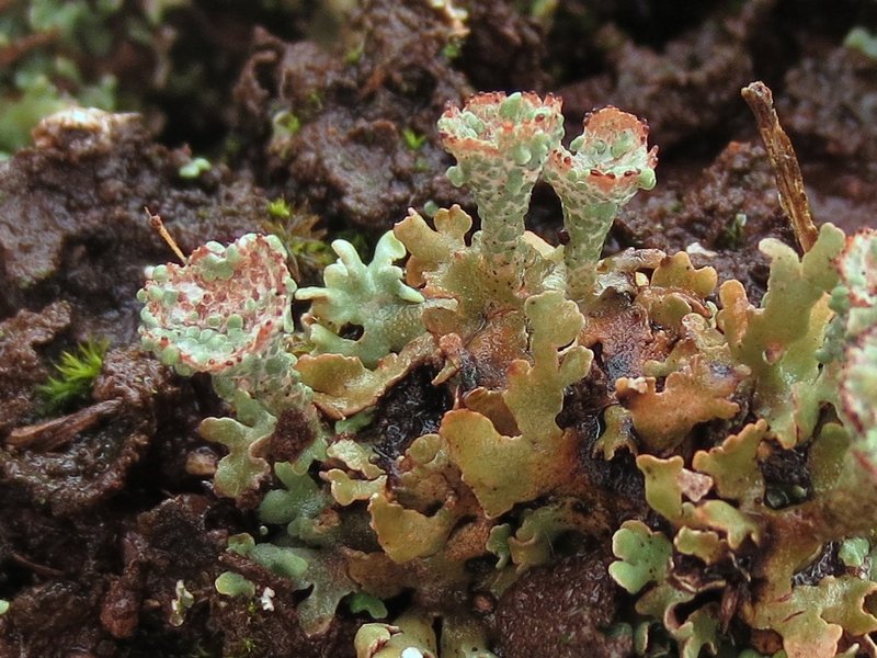 Cladonia magyarica