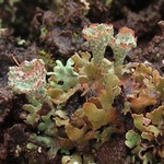 Cladonia magyarica