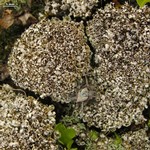 Cladonia maritima