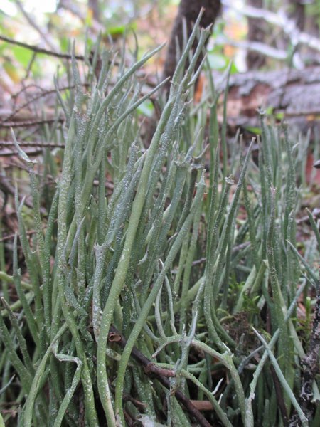 Cladonia maxima