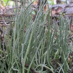 Cladonia maxima