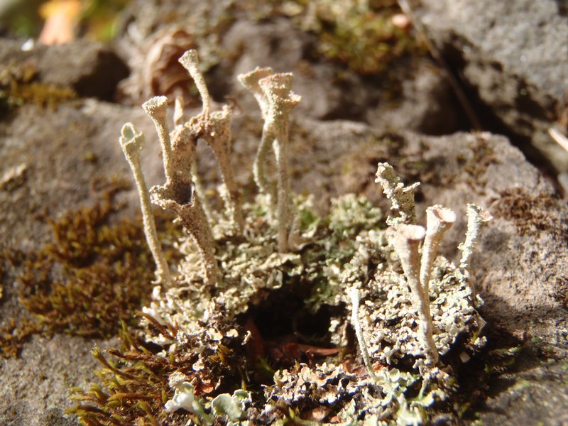 Cladonia merochlorophaea