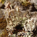 Cladonia merochlorophaea