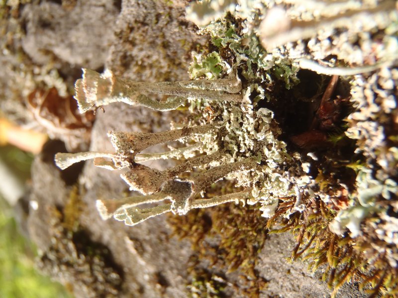 Cladonia merochlorophaea