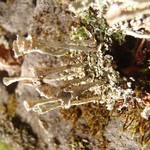 Cladonia merochlorophaea