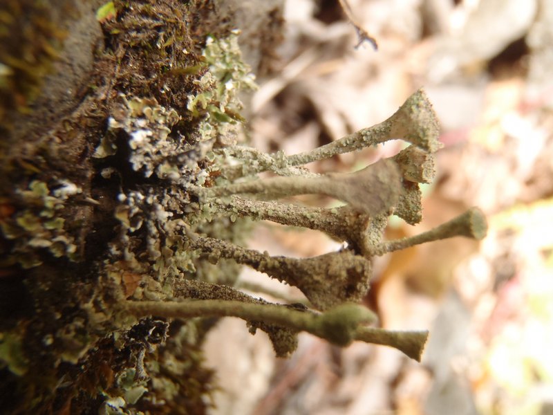 Cladonia merochlorophaea