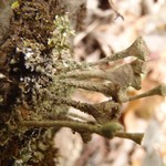 Cladonia merochlorophaea