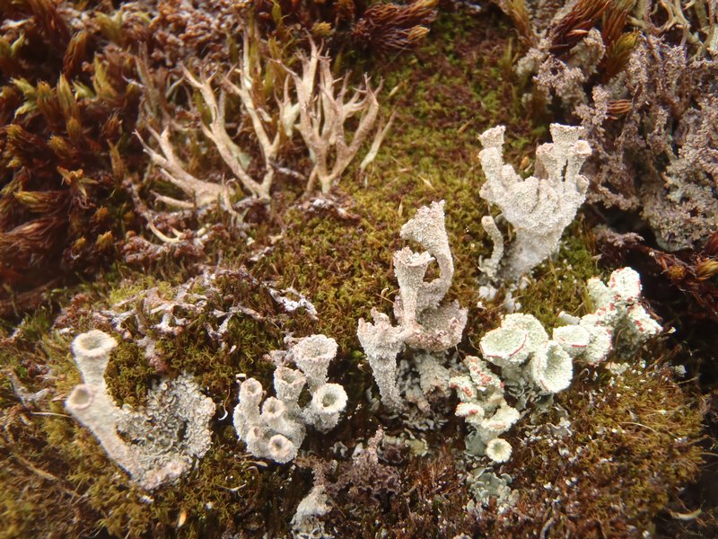 Cladonia metacorallifera