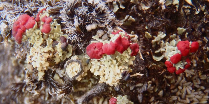 Cladonia metacorallifera