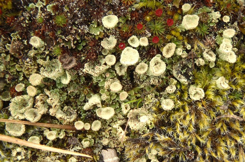 Cladonia metacorallifera