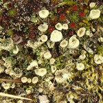 Cladonia metacorallifera